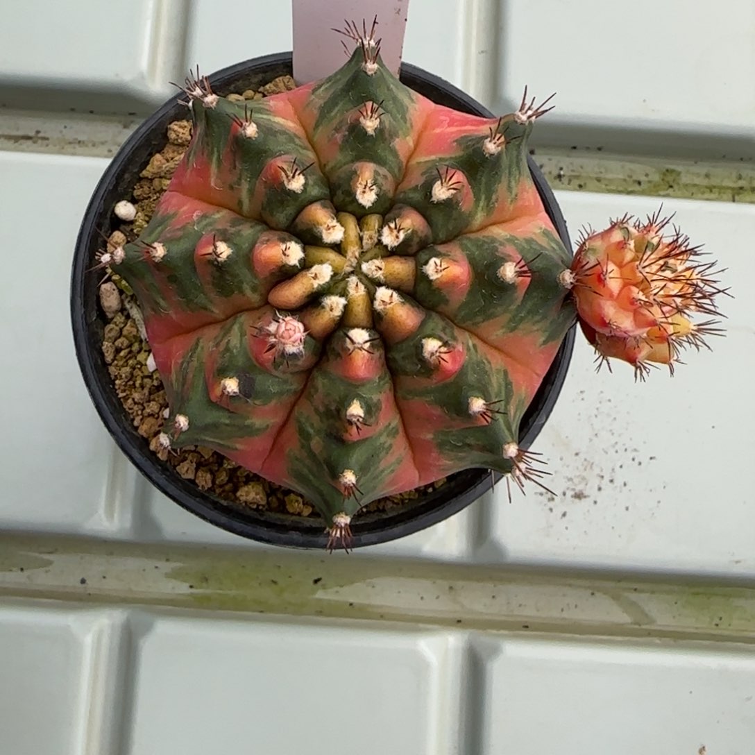 花*56-0213补做链接脱土发多肉