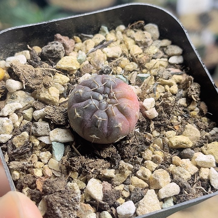 怪龙丸锦实生球1.9公分