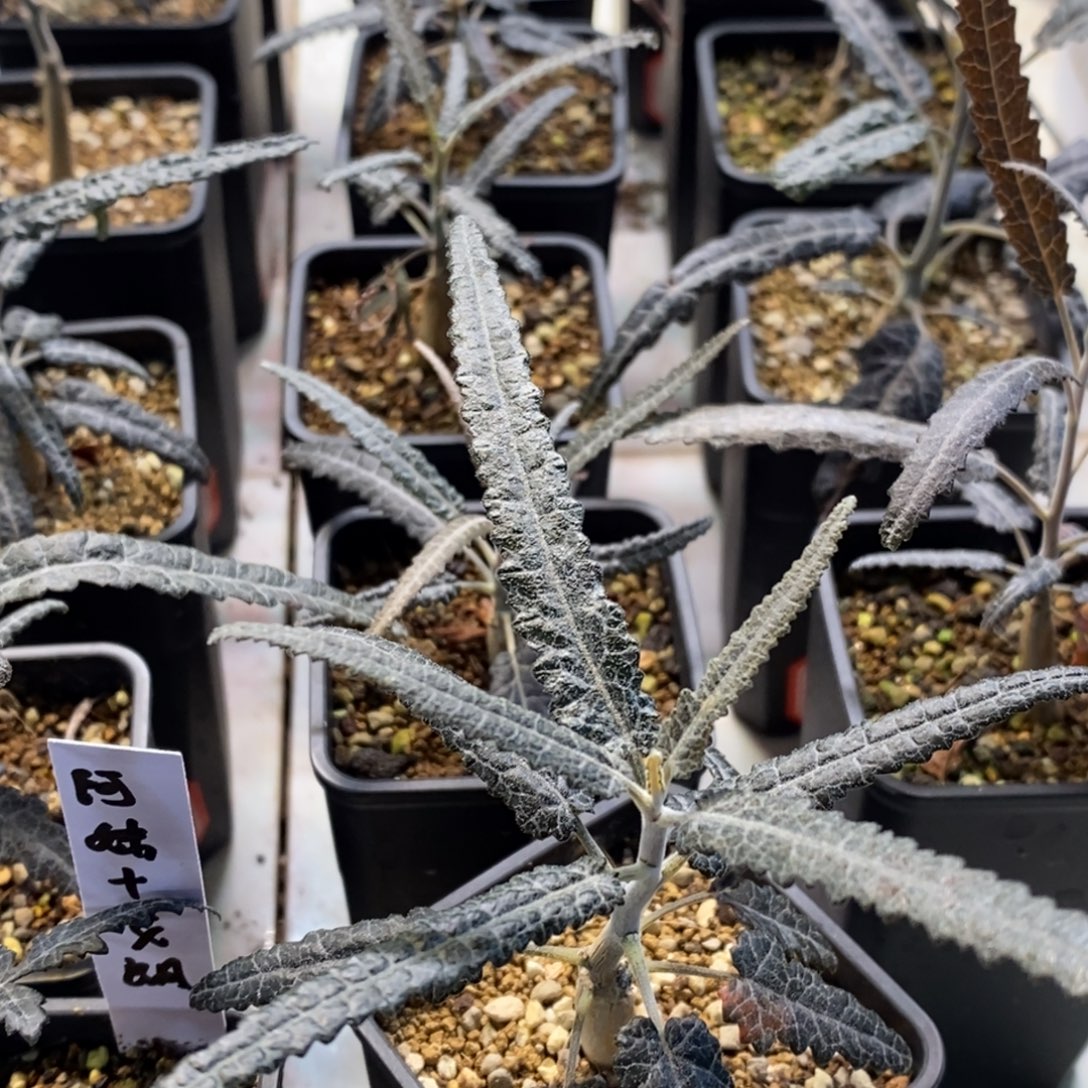 艾朗➕阿妹实生带盆