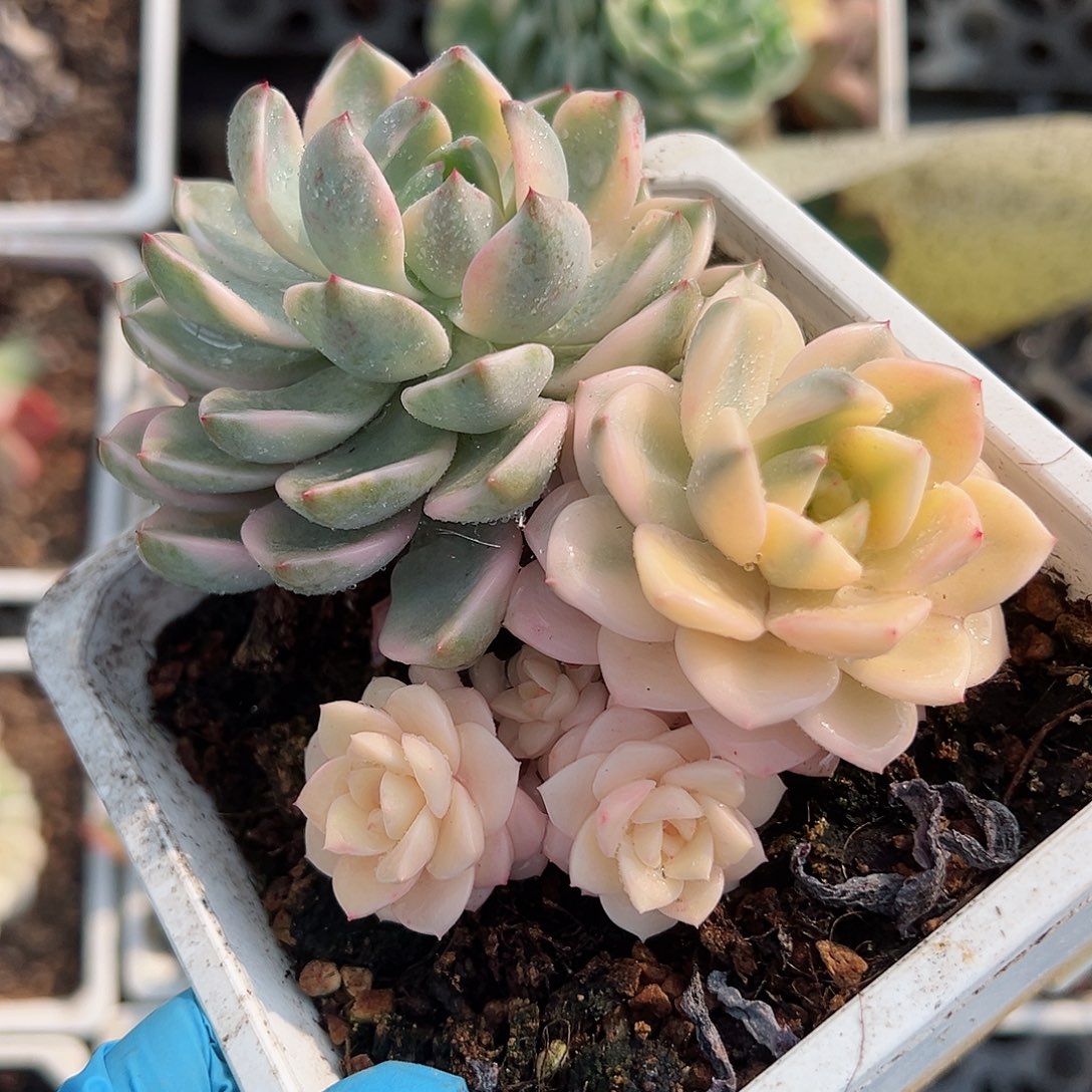 红粉佳人锦底座，覆轮头加宽覆轮锦头