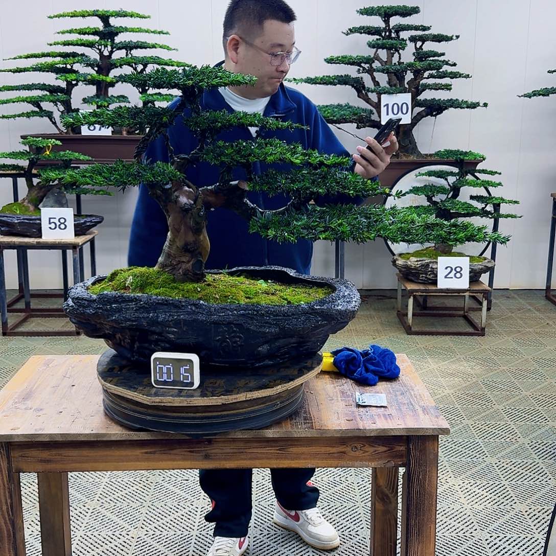 无花朵米叶罗汉松造型盆景