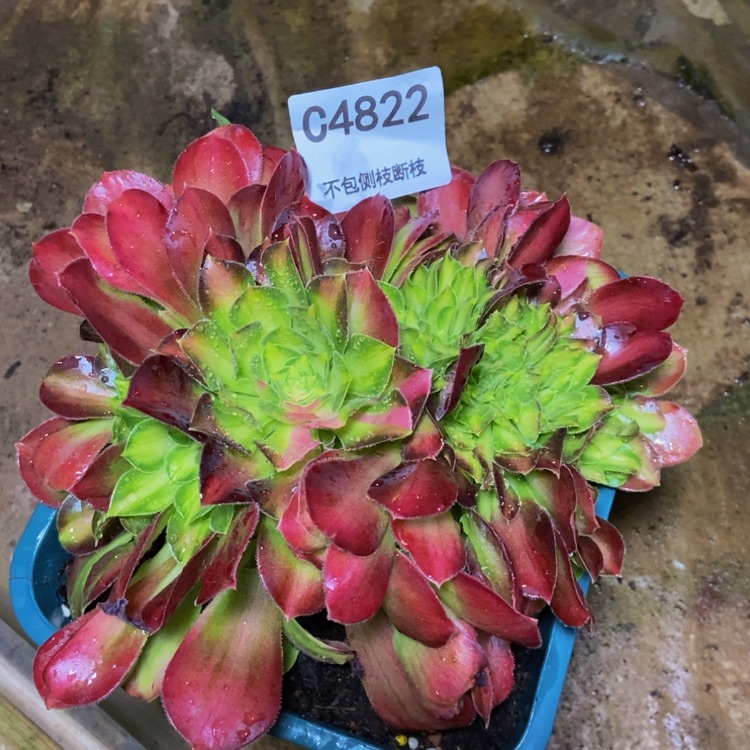 【闪购商品】4822韶华多肉