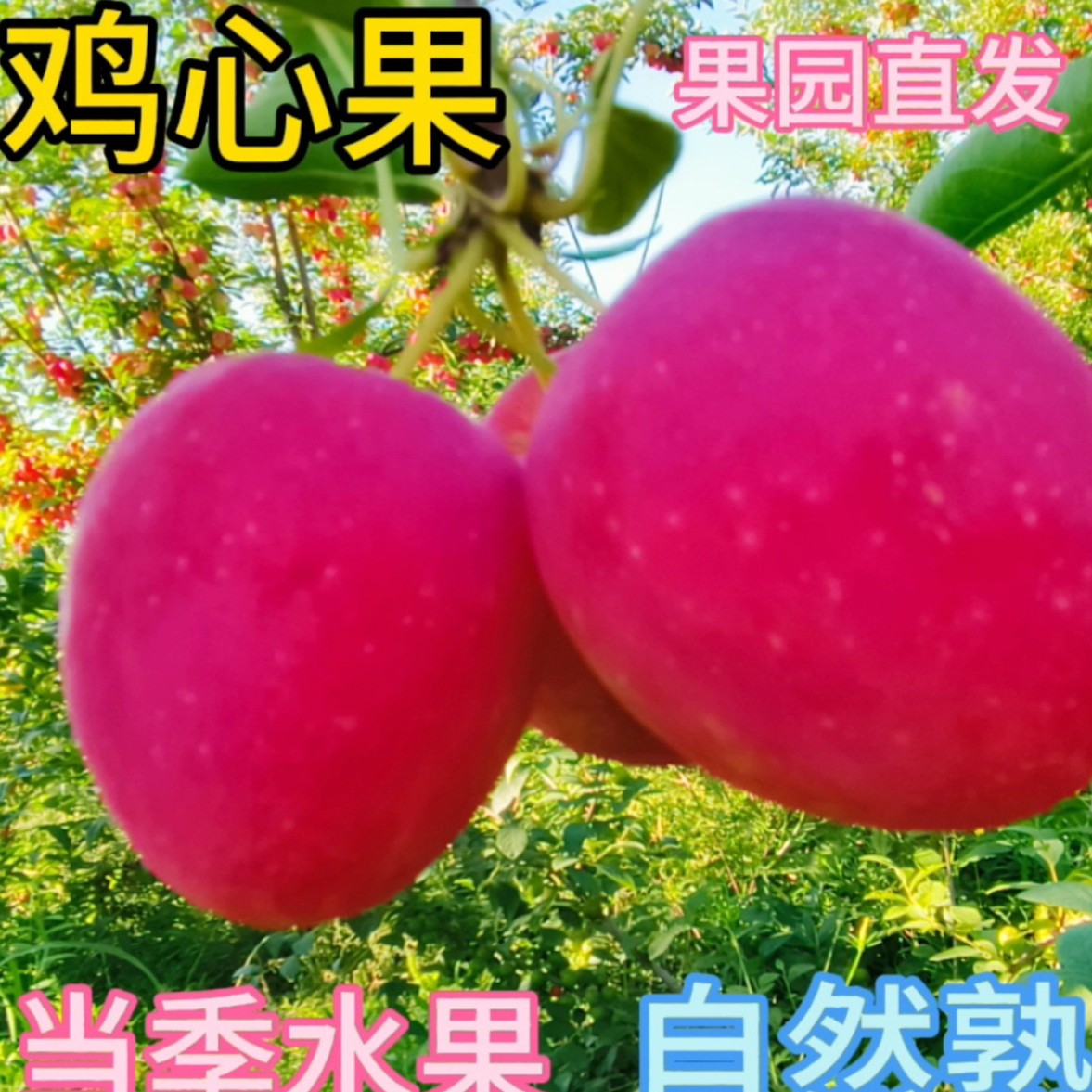 东北特产鸡心果锦绣海棠果新鲜采摘脆甜多汁包邮
