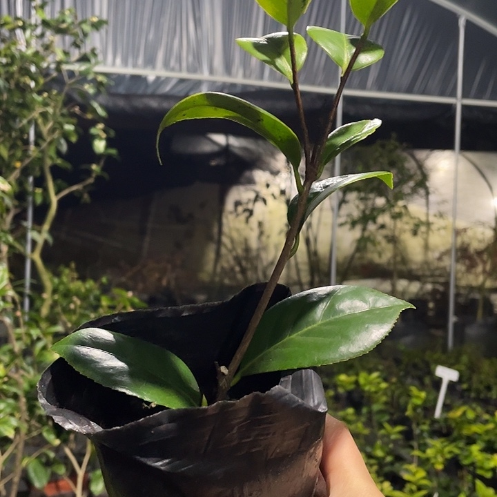 无花朵久留米乙女无花苞