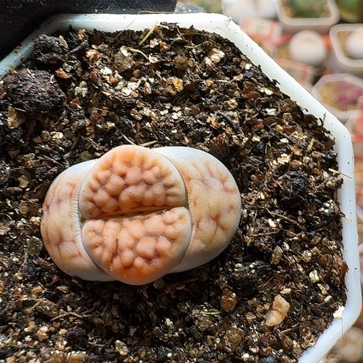 生石花233:：。  218