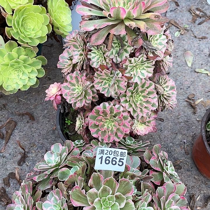 1665 三颗法师多肉