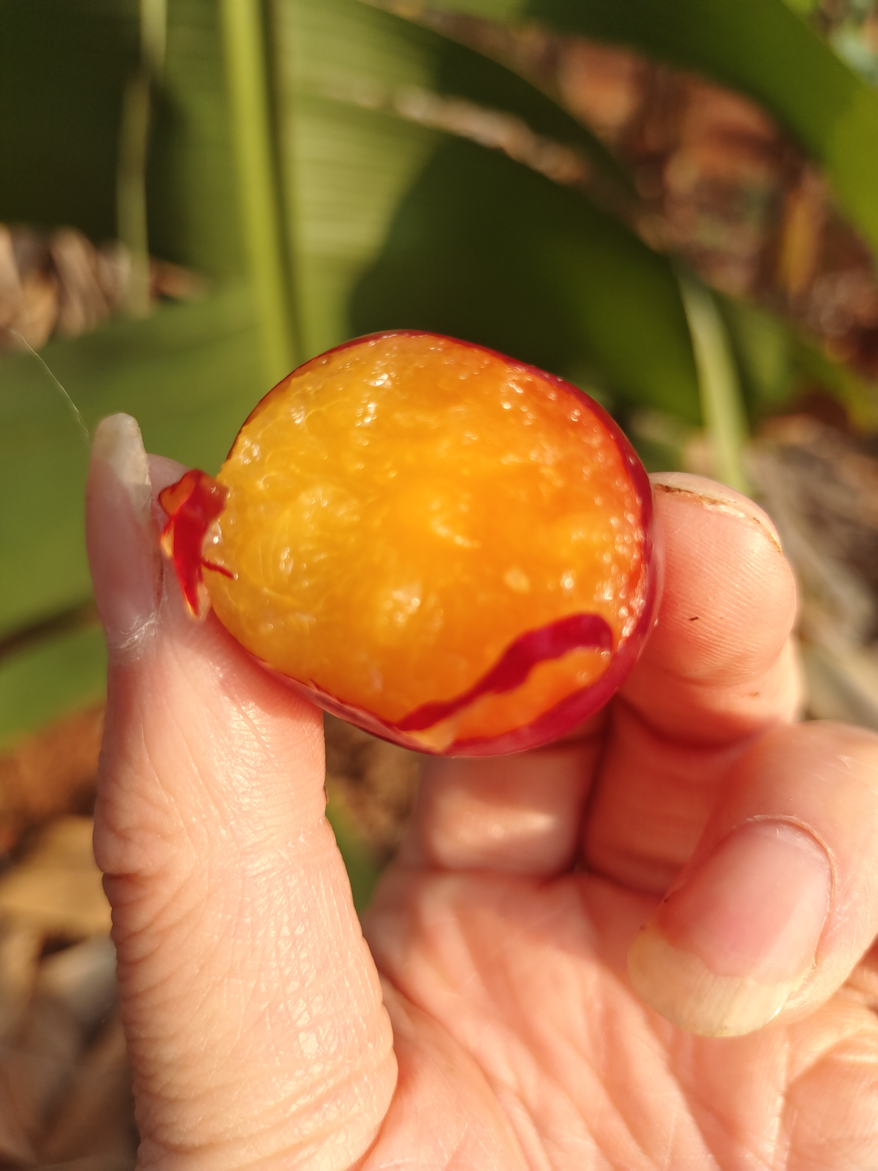 云南怒江坝三月李