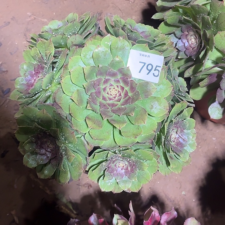 795号一物一拍1棵脱土