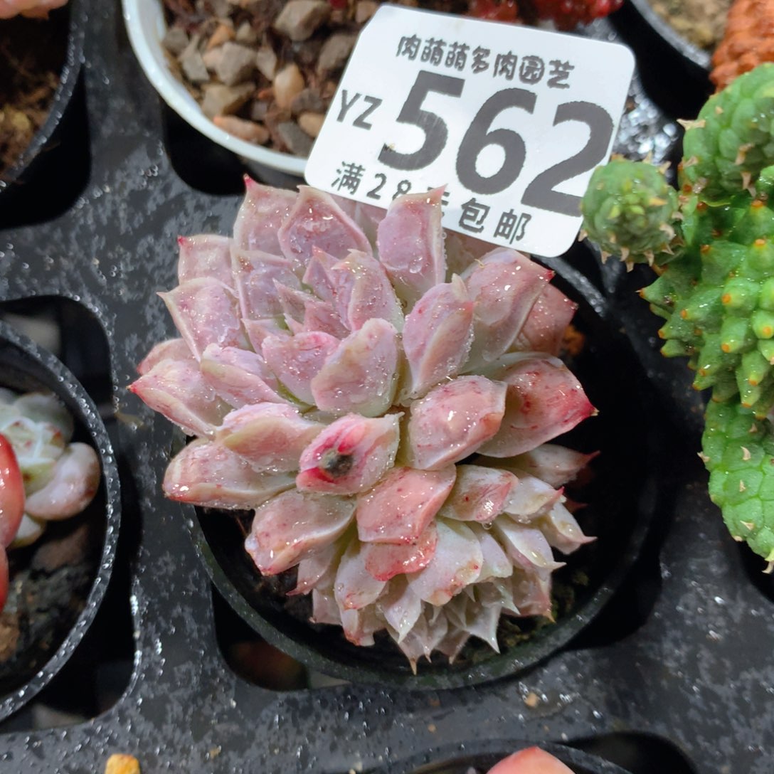 5CM拇指盆精控多肉YZ562