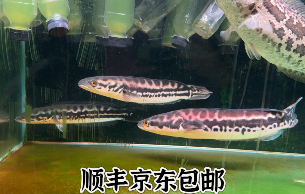 鳜友家 铅笔雷龙 小盾鳢 请录一镜到底开箱视频