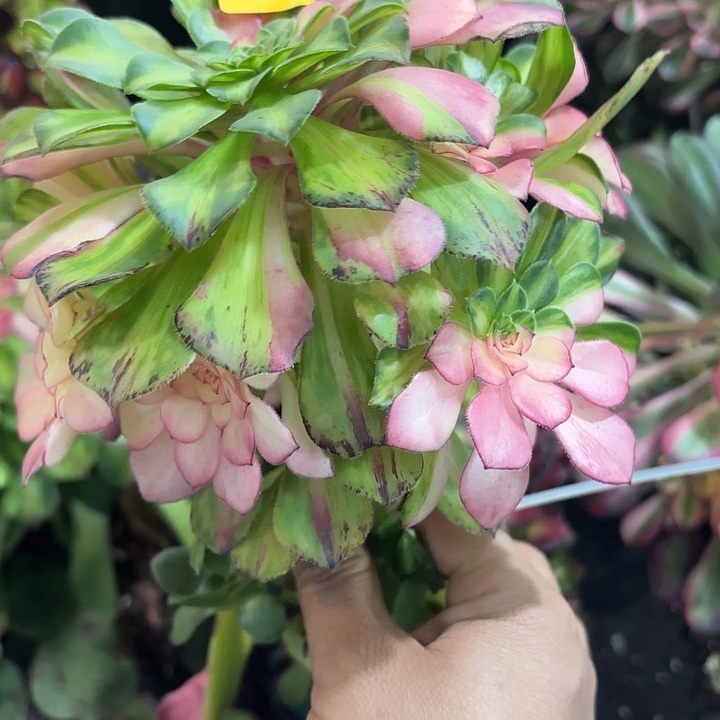 多肉植物知否的507