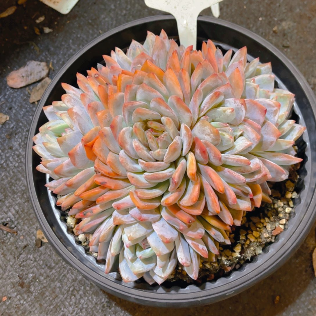 江****000000000000000642