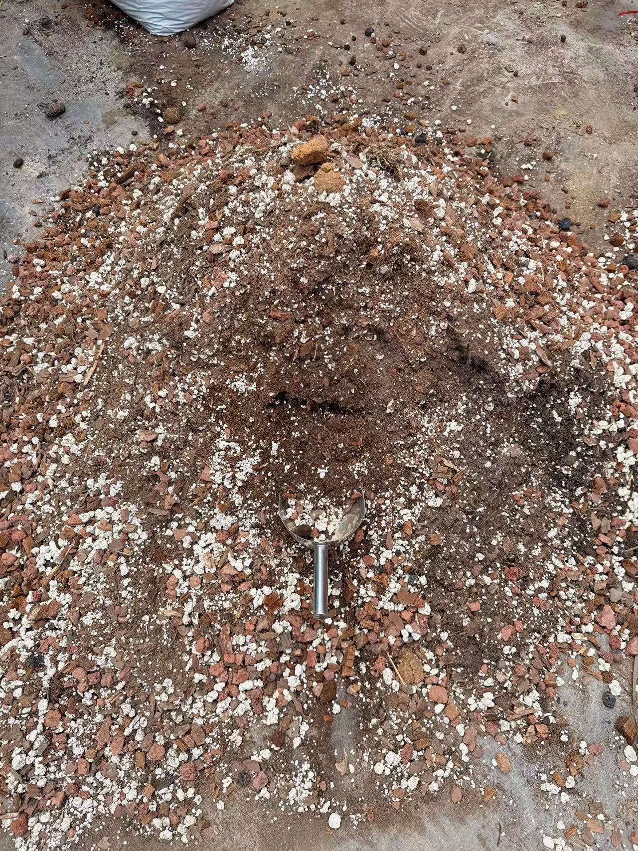 适合龟背竹养植的天南星颗土 透气 利水 