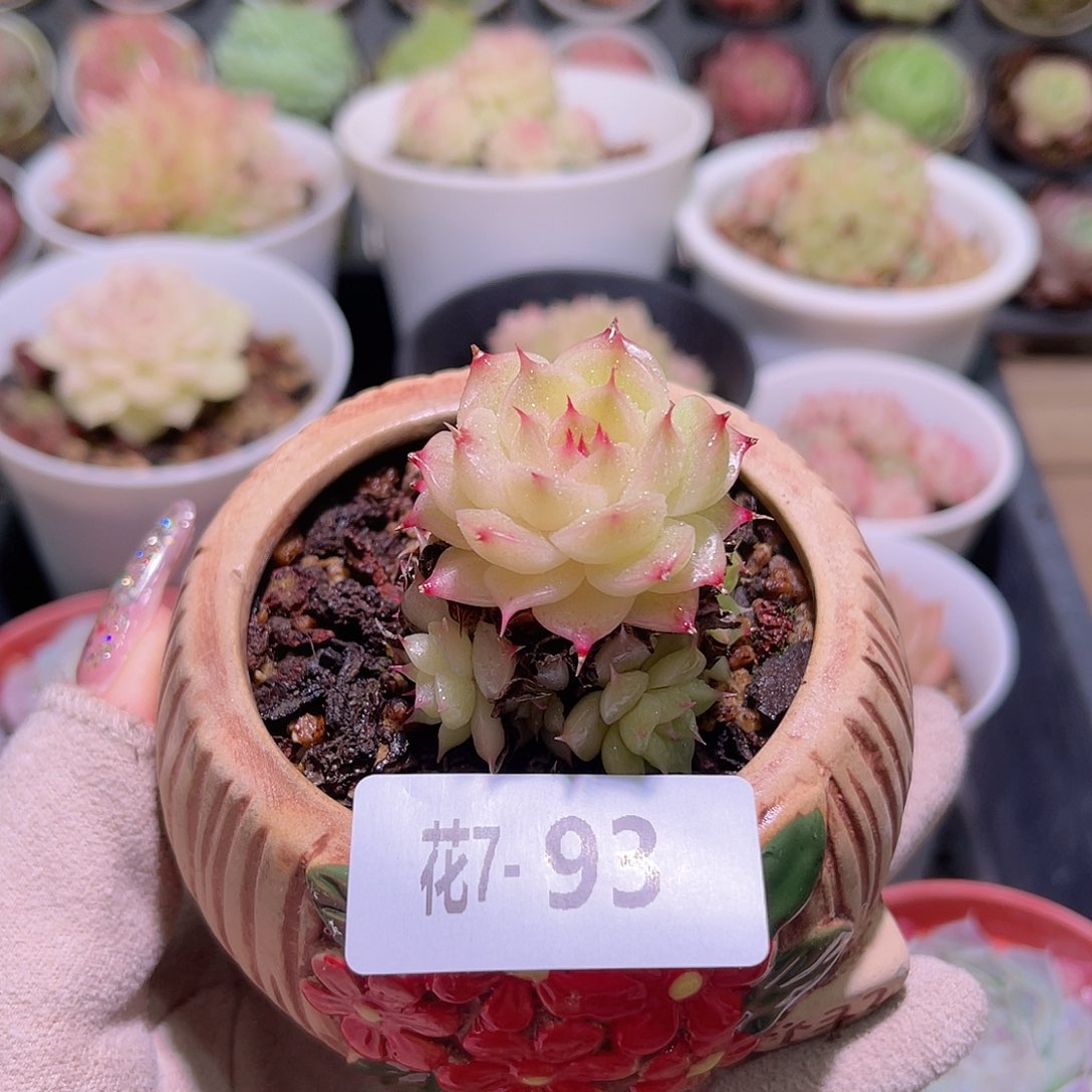 花利美7-93海王含盆脱土发