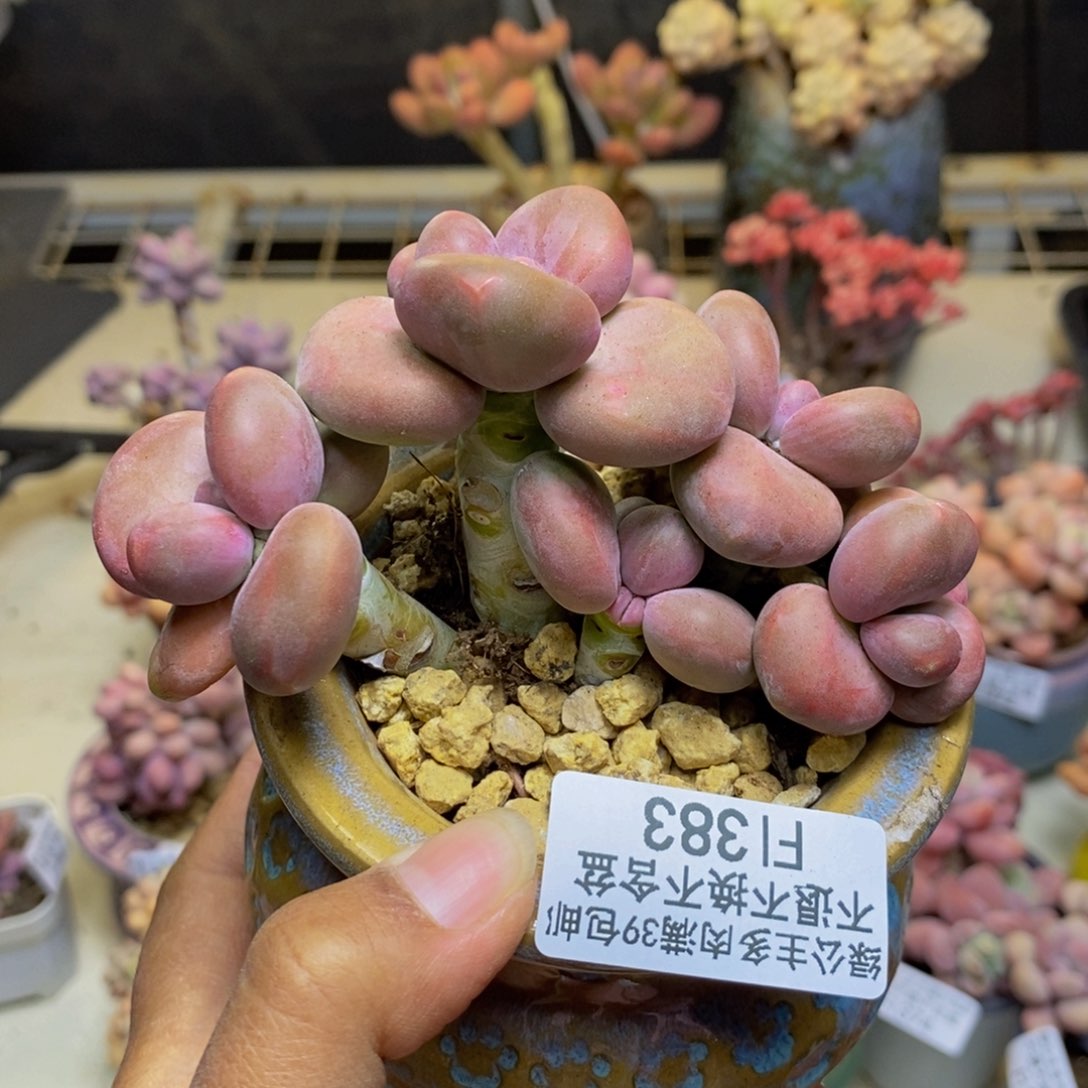 383芒果奶kk奶多肉7c m