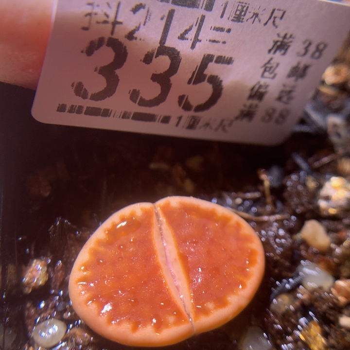 精品生石花214.335