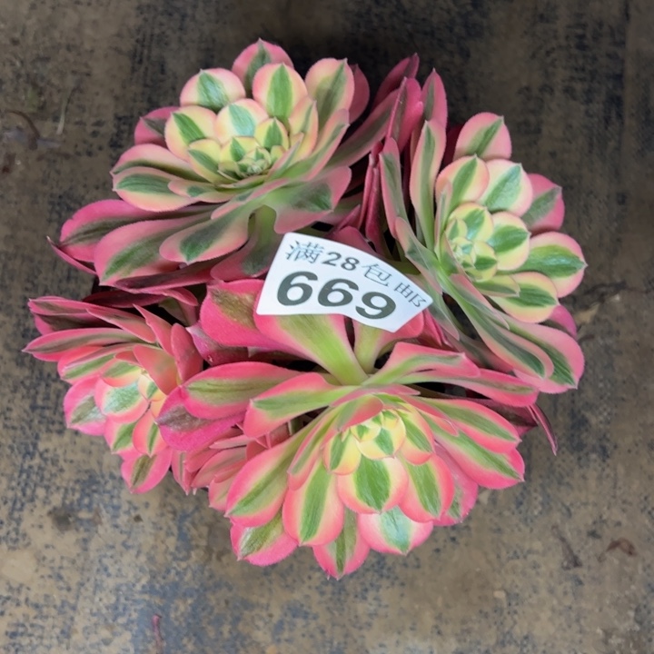 669女巫多肉植物