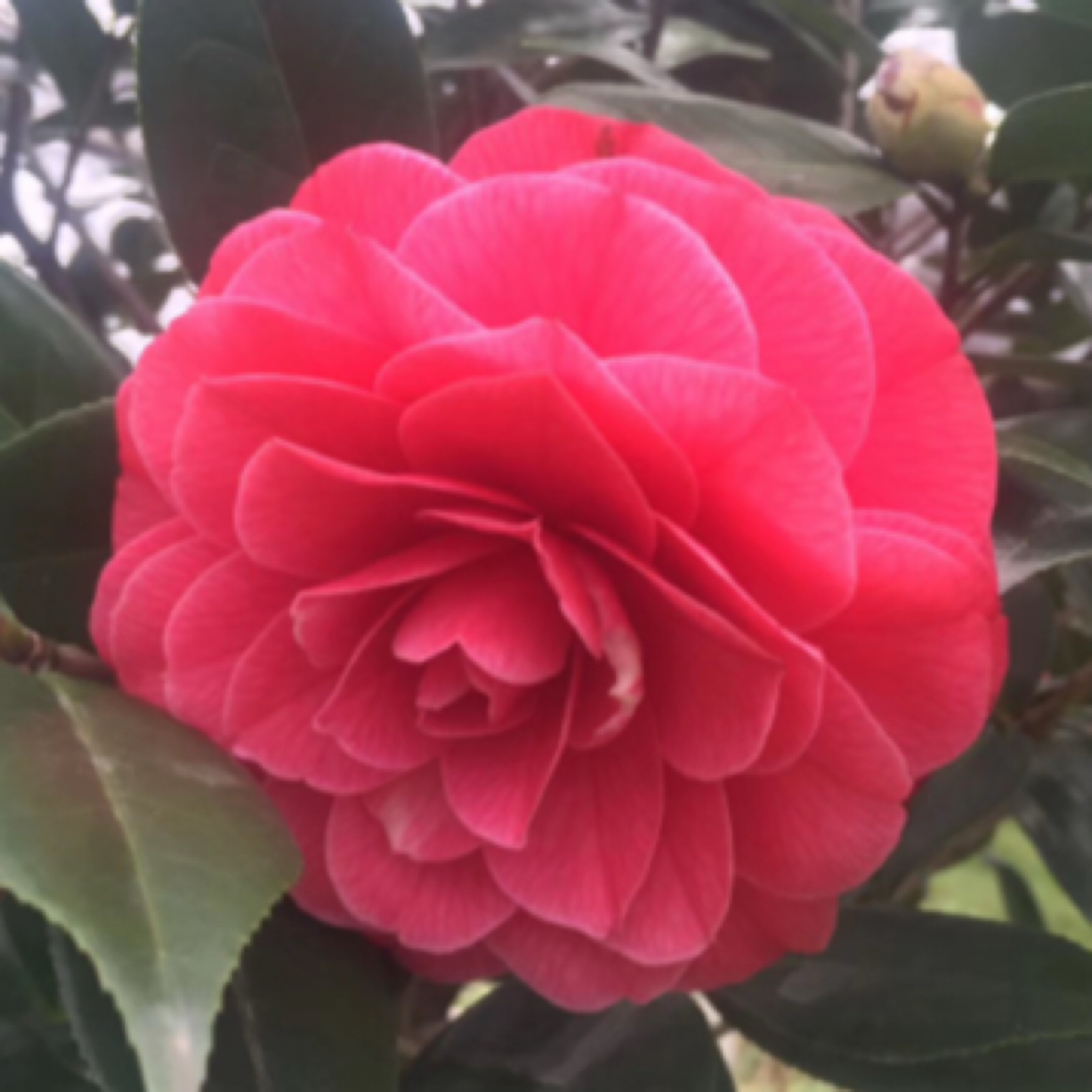根接山茶花盆栽带花苞原土原盆发货9月开花室内外种植