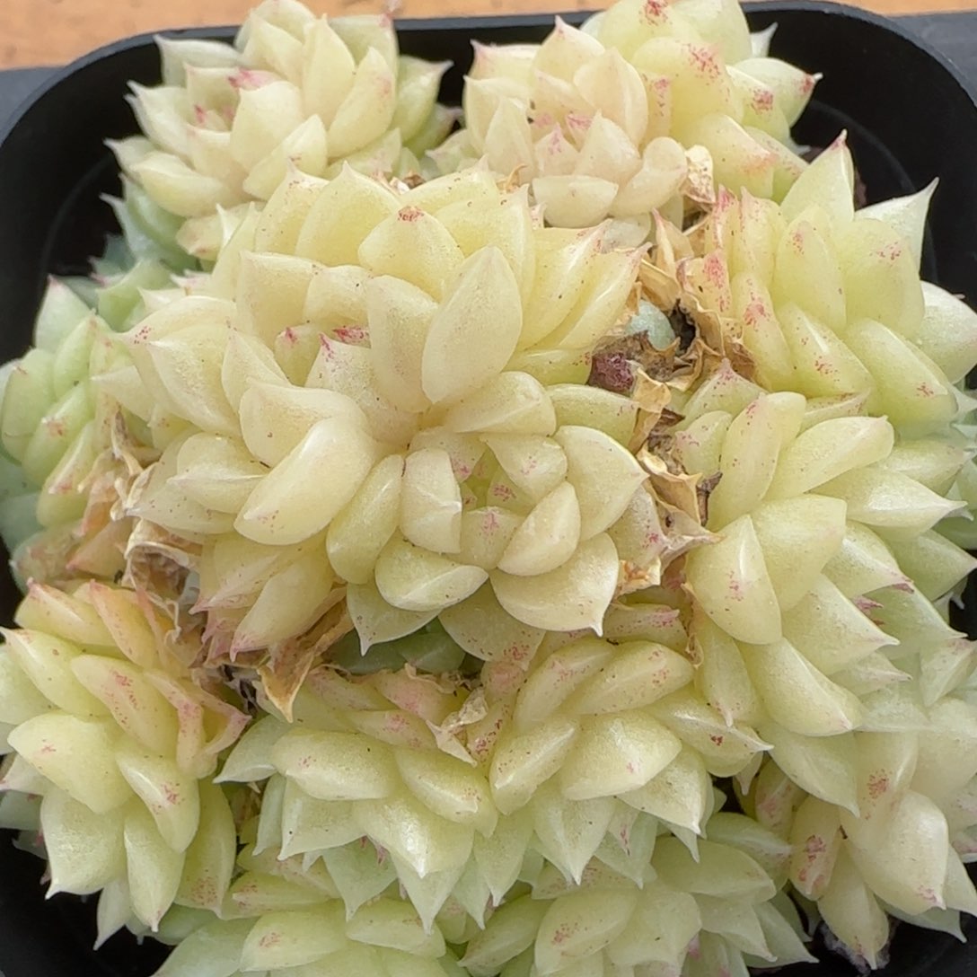 花语逸镜0201-372散