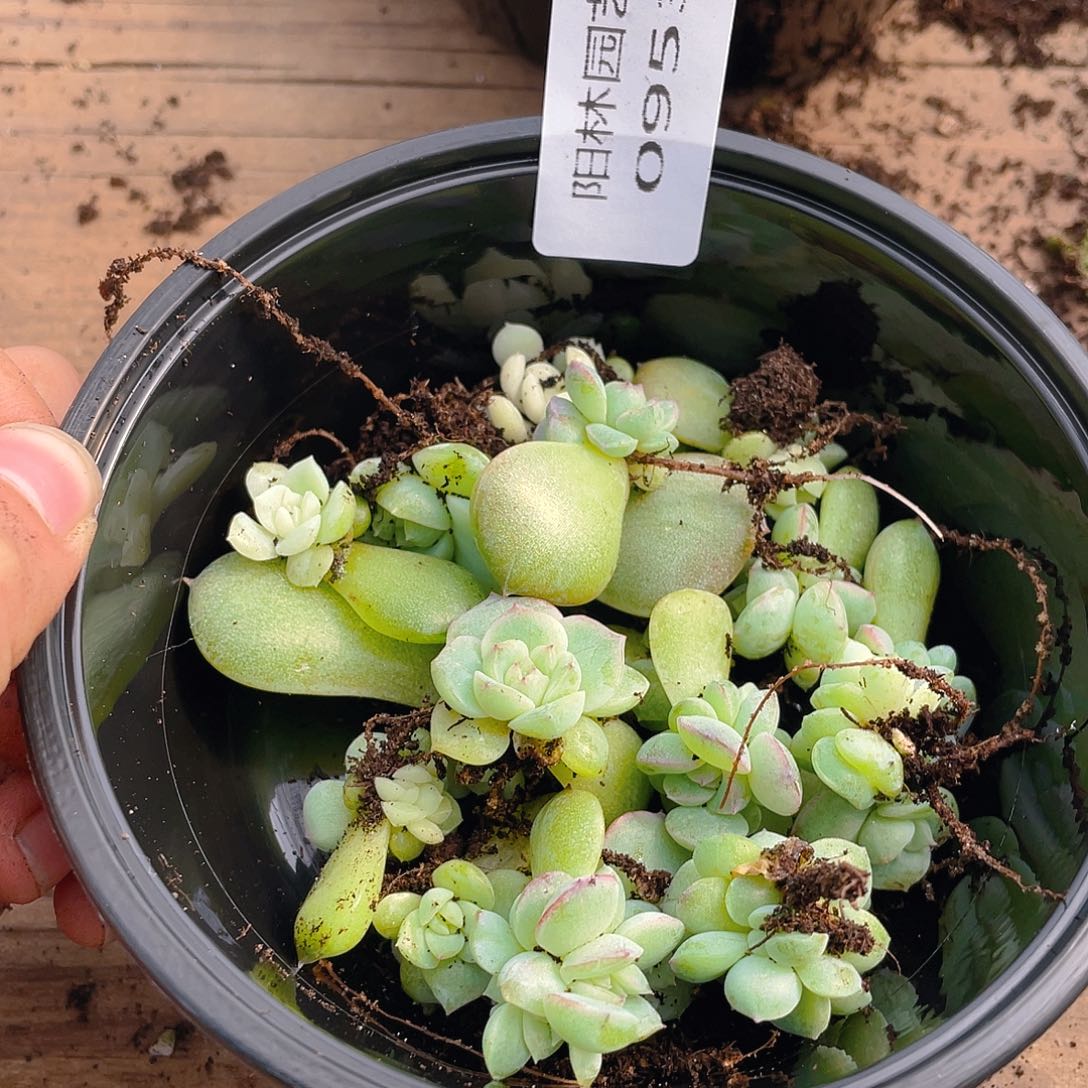 他***～多肉植物多肉植物953