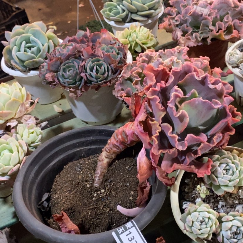 【闪购商品】红婚纱13200