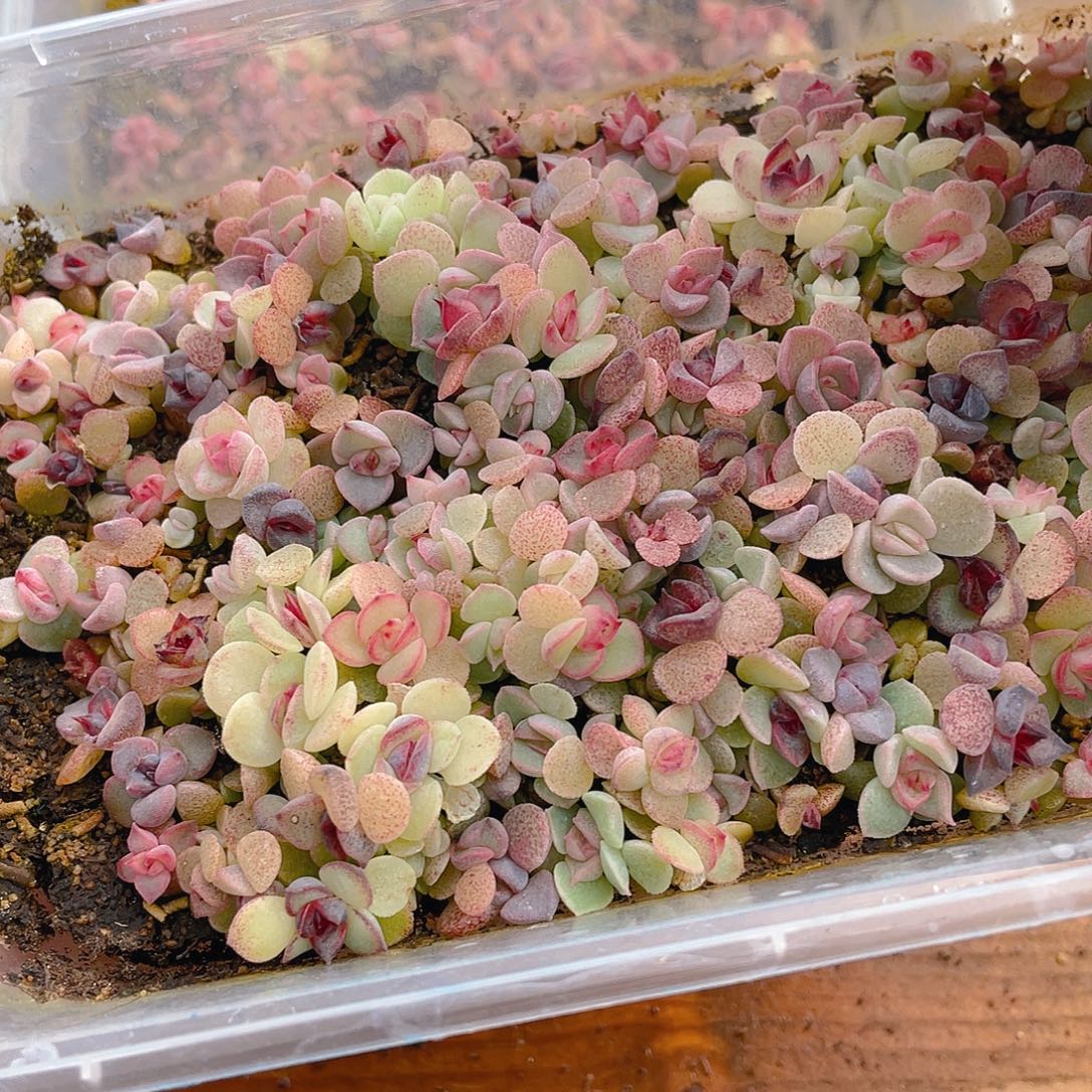 t***i多肉植物多肉植物135