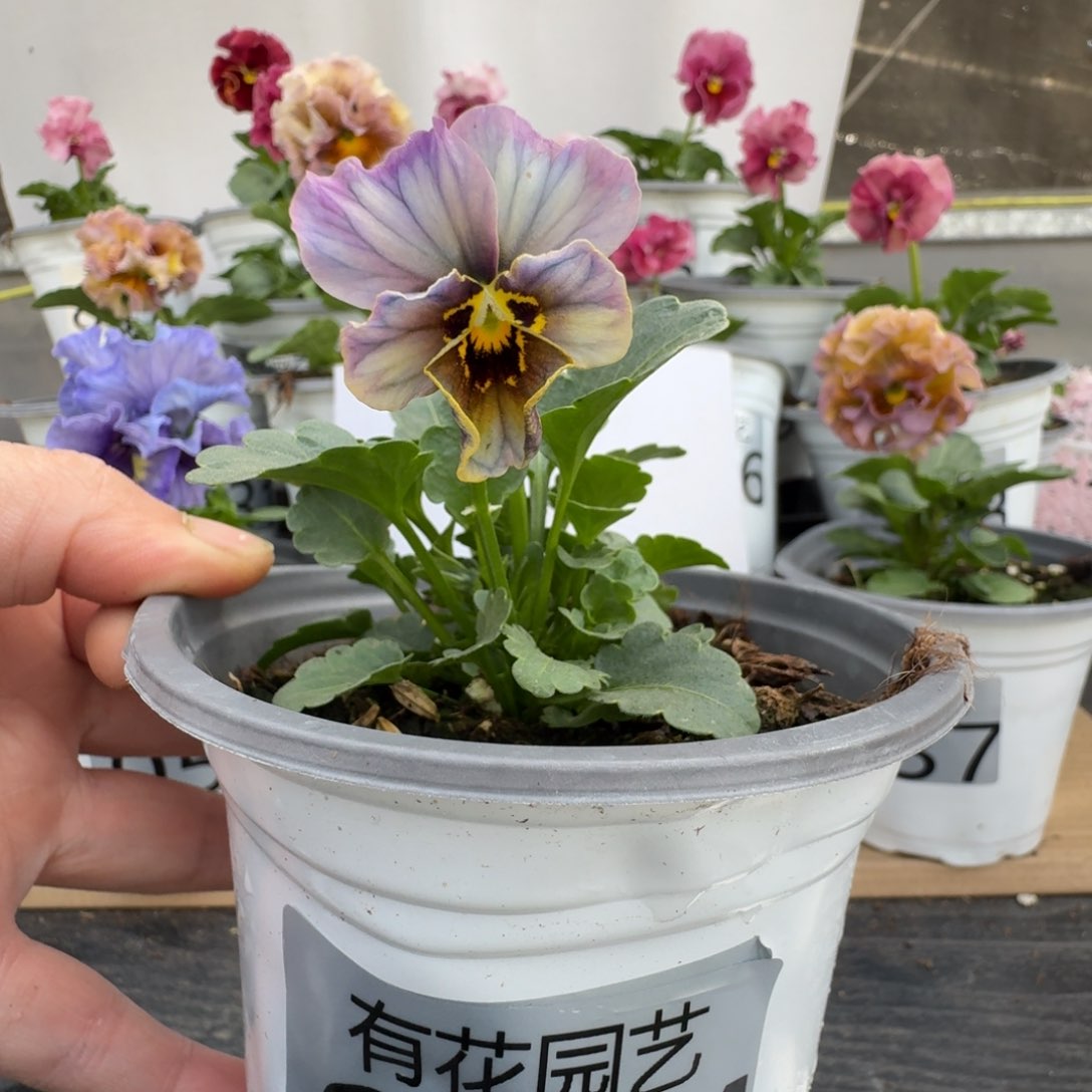 无花朵悦**舍064号角堇