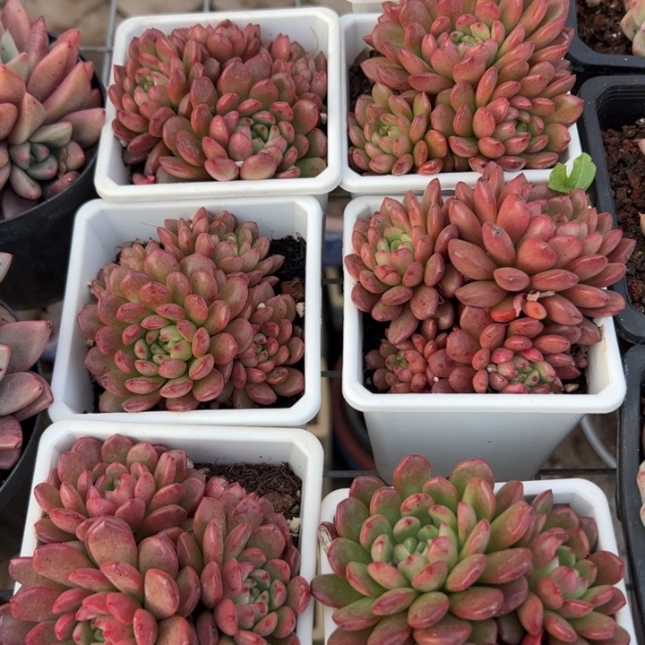 新疆包邮 红宝石