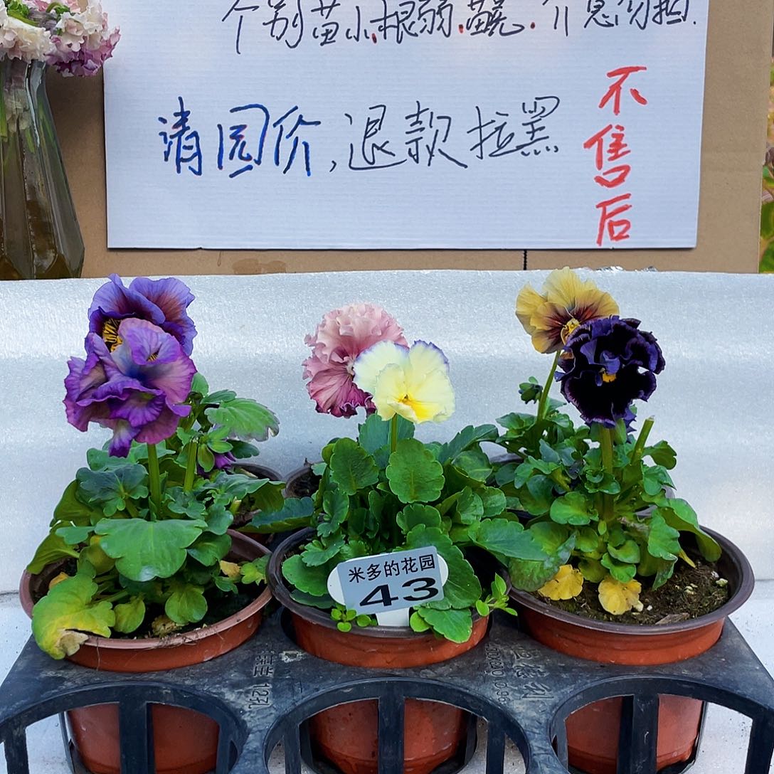 大部分花苞少量开放43