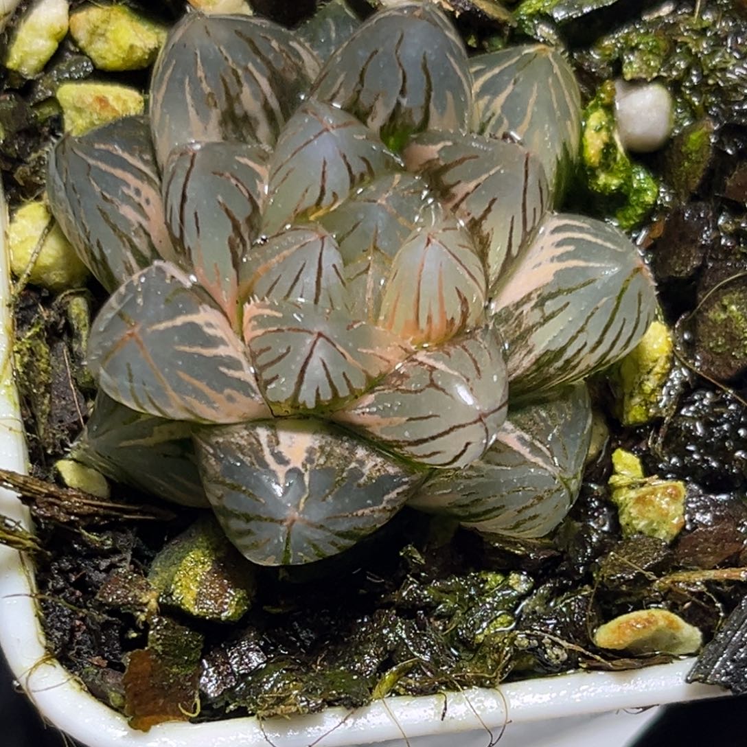 恭喜发财大吉大利0490霓虹灯