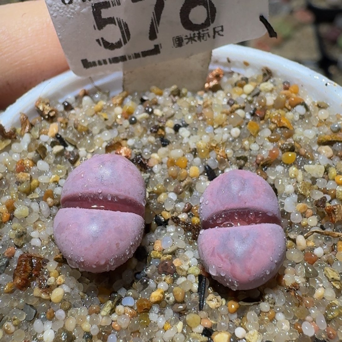 Ssss精品生石花576