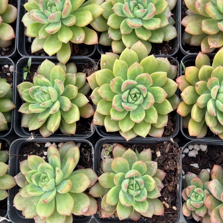 儿哦肉植物多肉植物黄透红