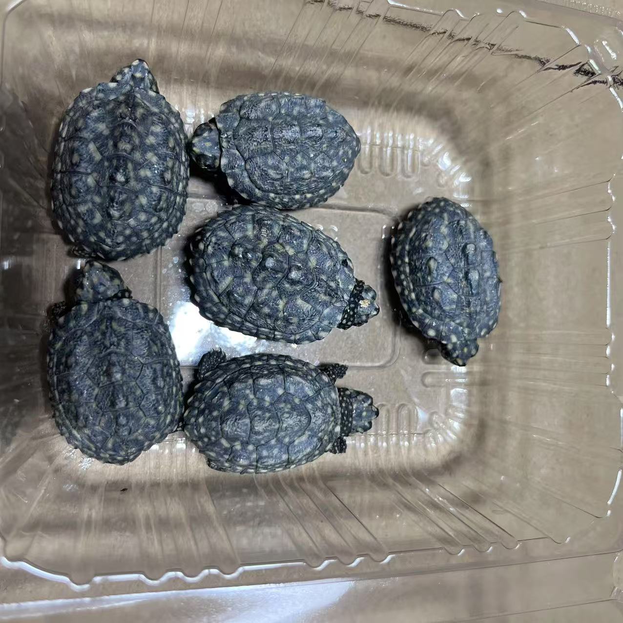 斑点龟龟随机一只