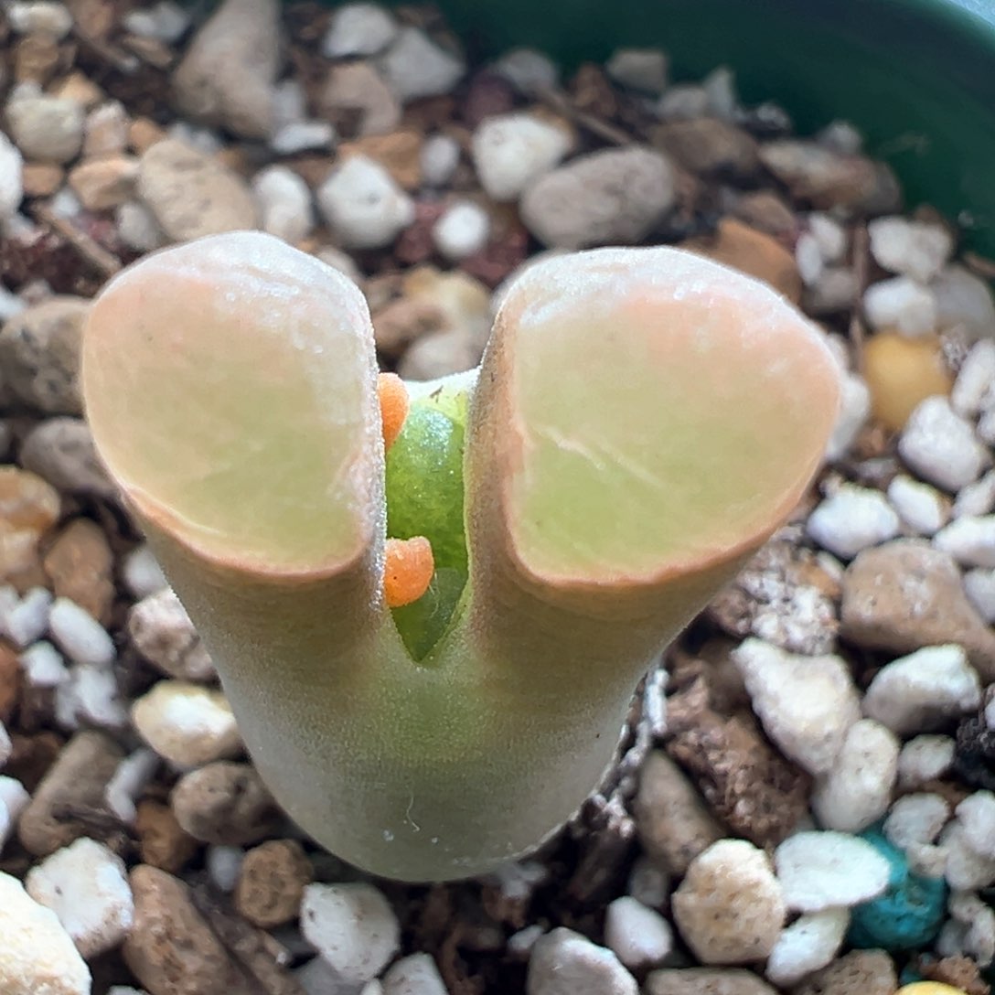 83好看磁铁一颗多肉植物