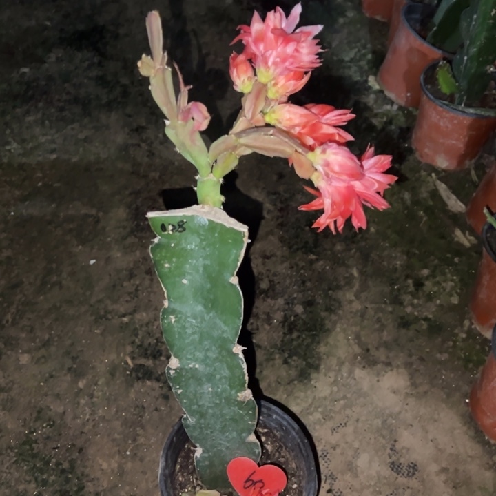 我****当前无花栽培后可以开花028  60