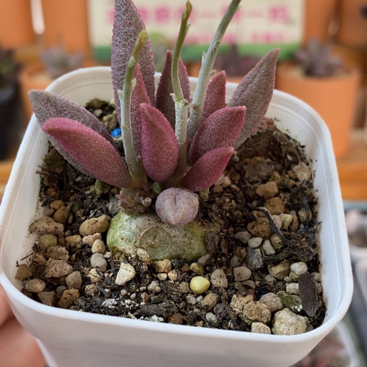 【闪购商品】无花朵