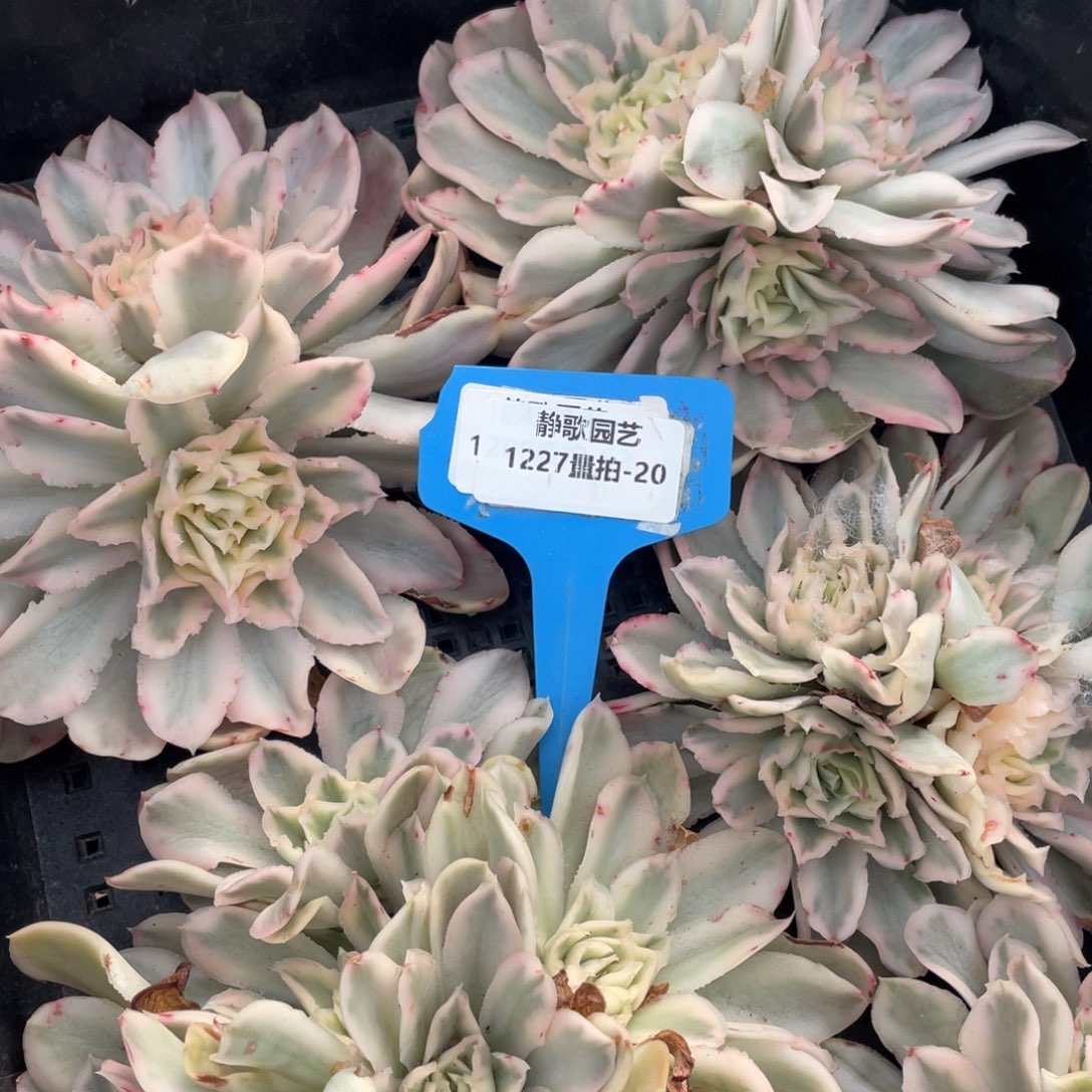 1227-20-紫蝴蝶锦福利一颗量拍