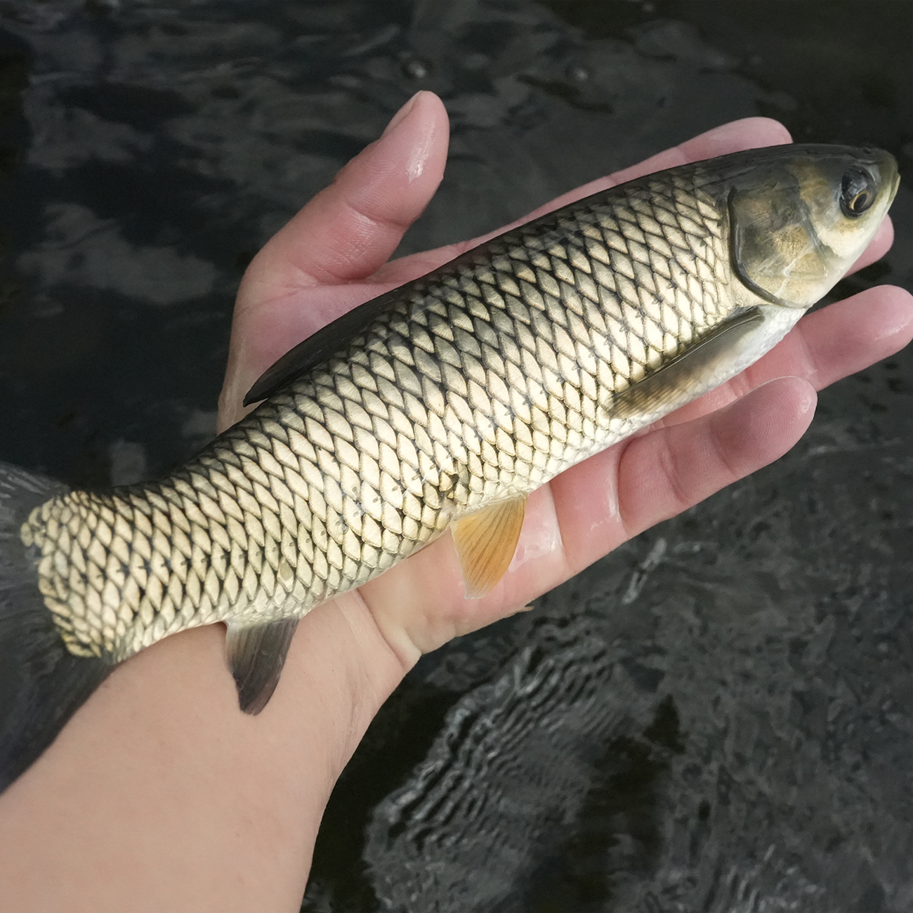 3 - 30cm活体淡水草鱼冷水观赏鱼耐活易养殖