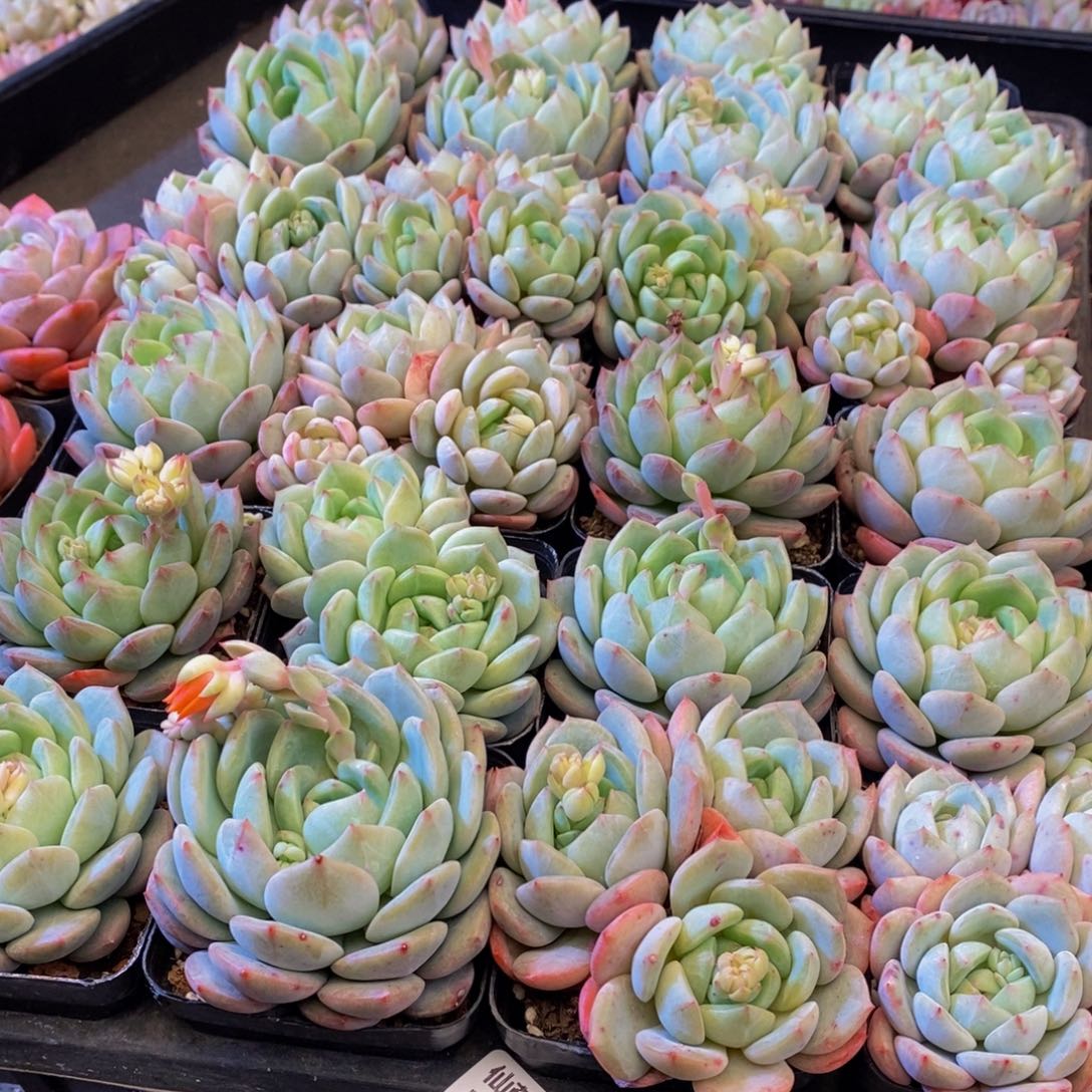 130多肉植物保护研究所所长助理