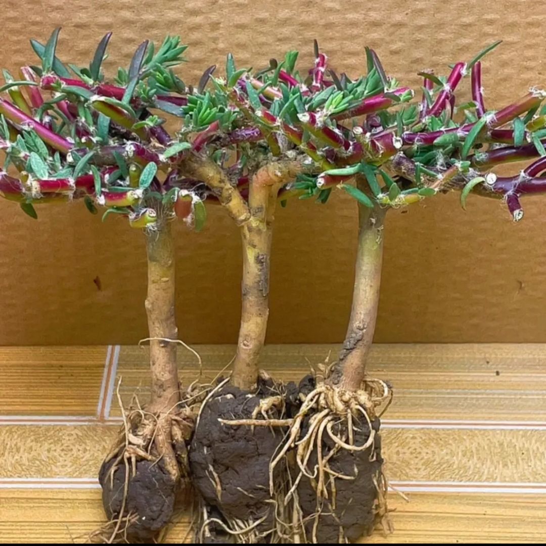 [买二送一]一颗多色老桩多年生开花重瓣太阳花