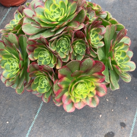 多肉植物奶白锦。