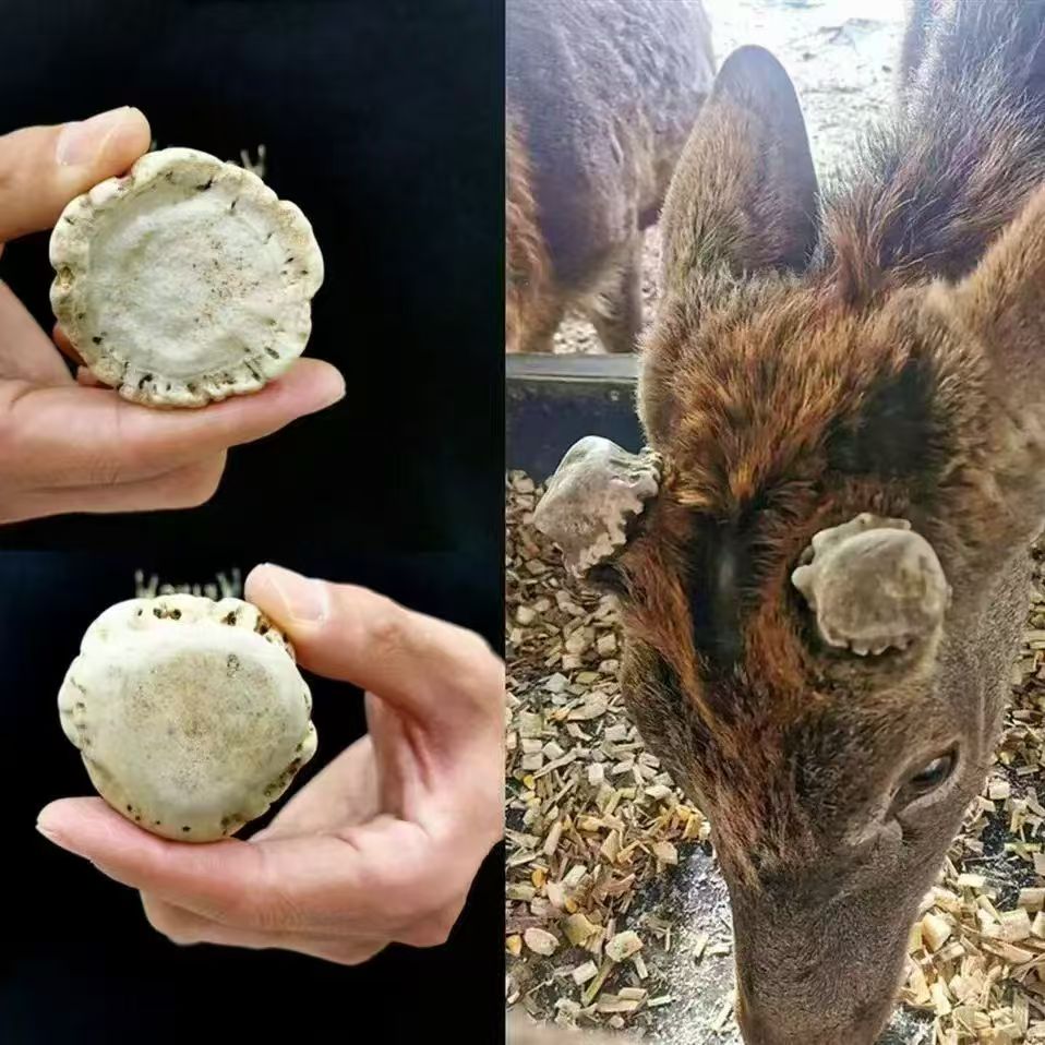正宗梅花鹿鹿角帽免费打超细粉正品保证