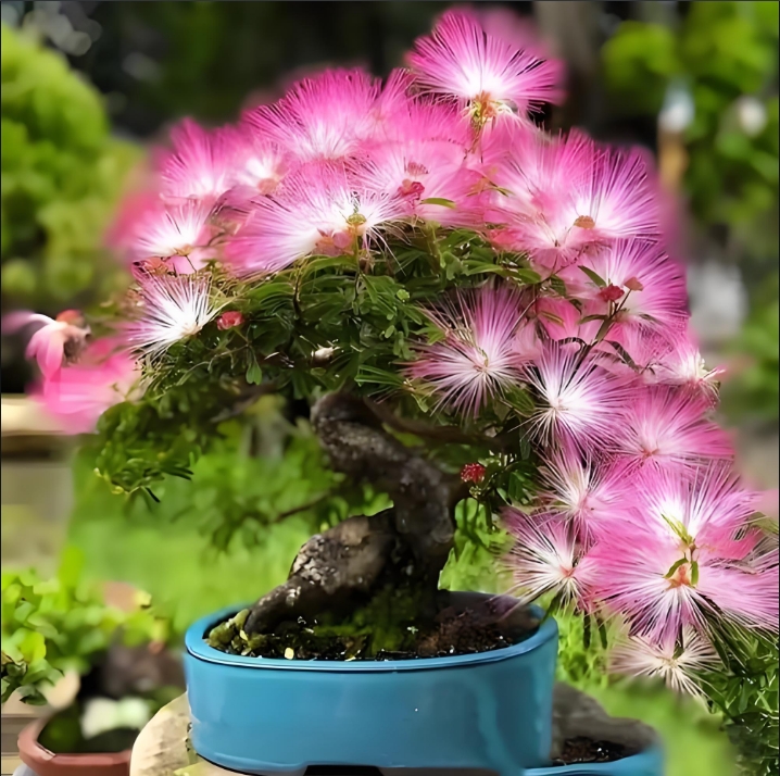 粉花香水合欢四季常绿耐热耐寒花卉阳台庭院绿植盆栽