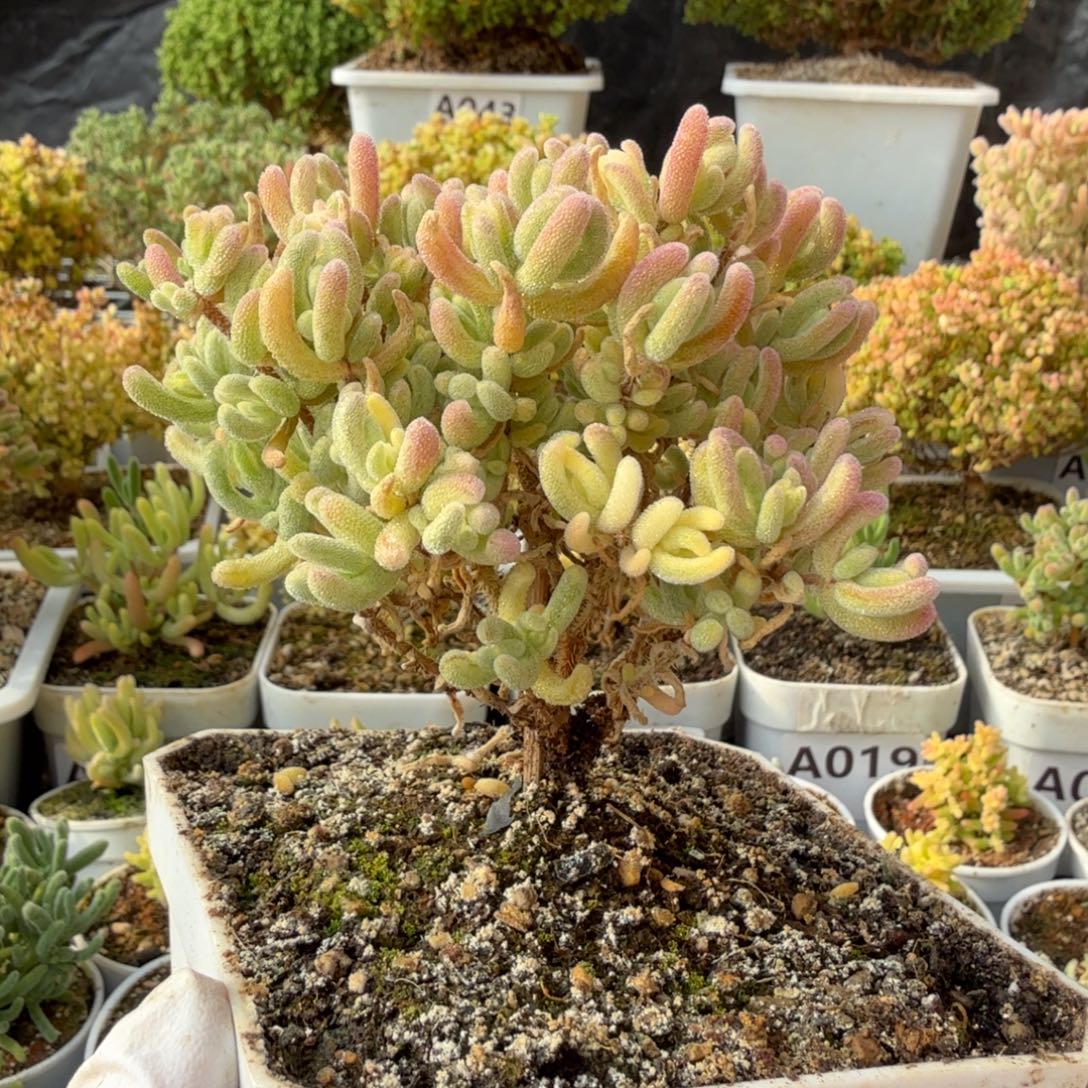 A045橙叶白锦枝干