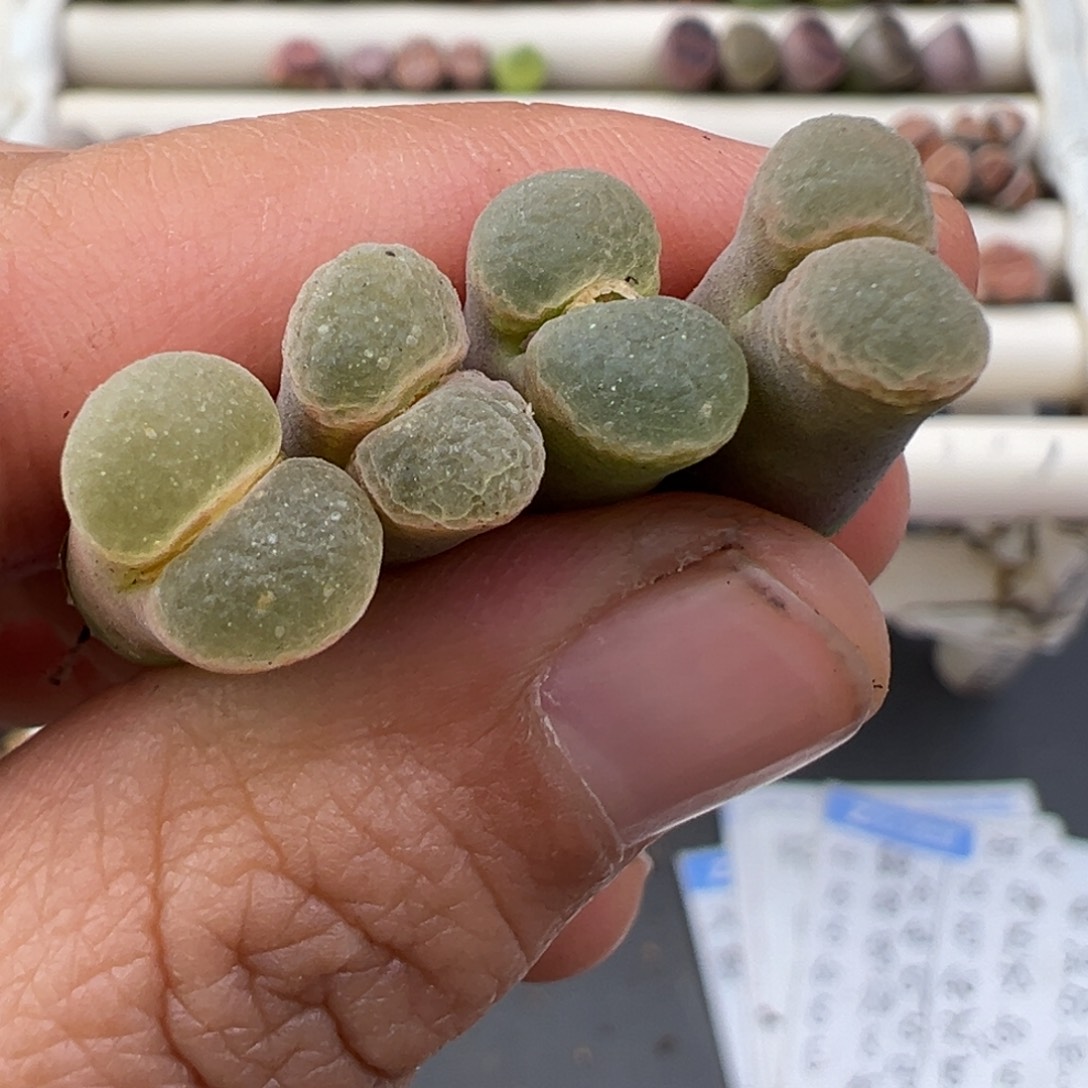 12.24好看的多肉脱土发货670