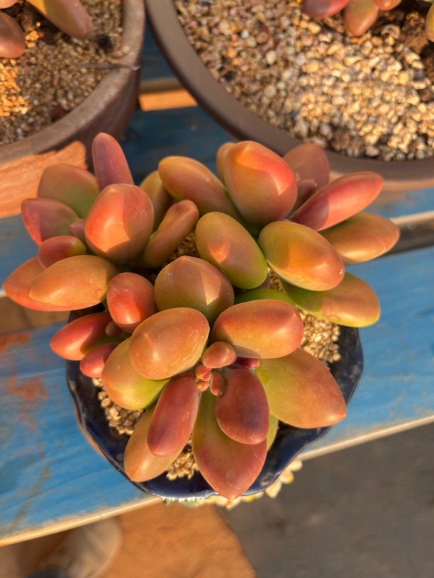 正版芒果奶多肉盆栽无砍芒果奶多肉群生