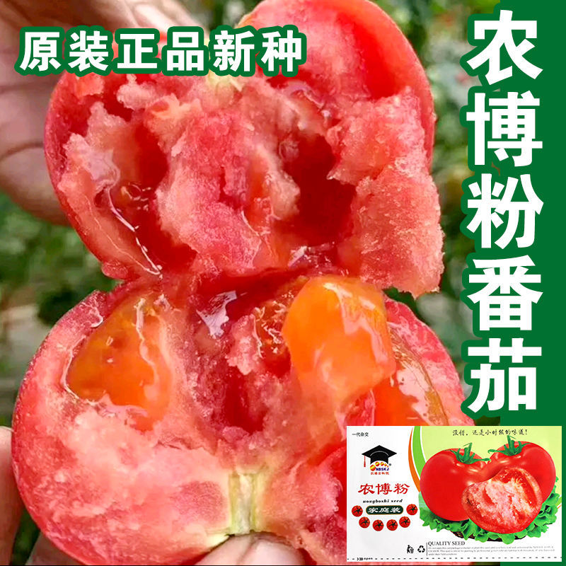 万亩齐丰 农博粉番茄 只在乎口感的番茄品种高产优质水果番茄种子