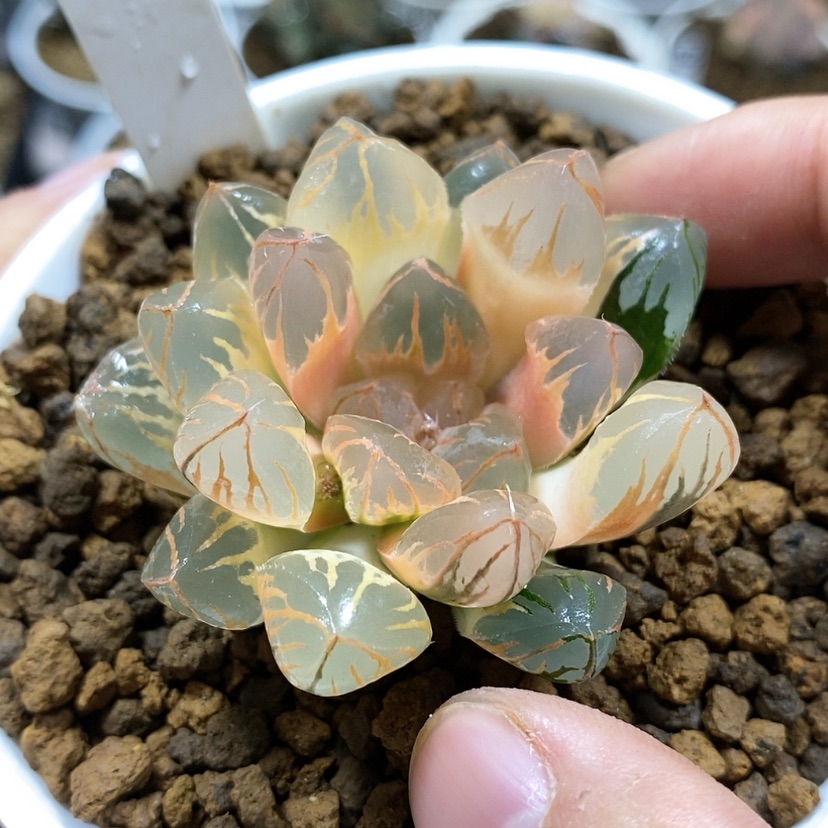 【闪购商品】26糊斑日出