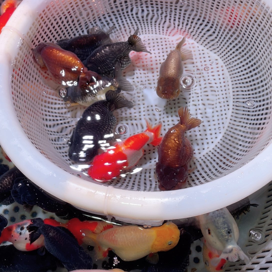 金鱼该喝喝几i就斤斤计较叽叽叽叽