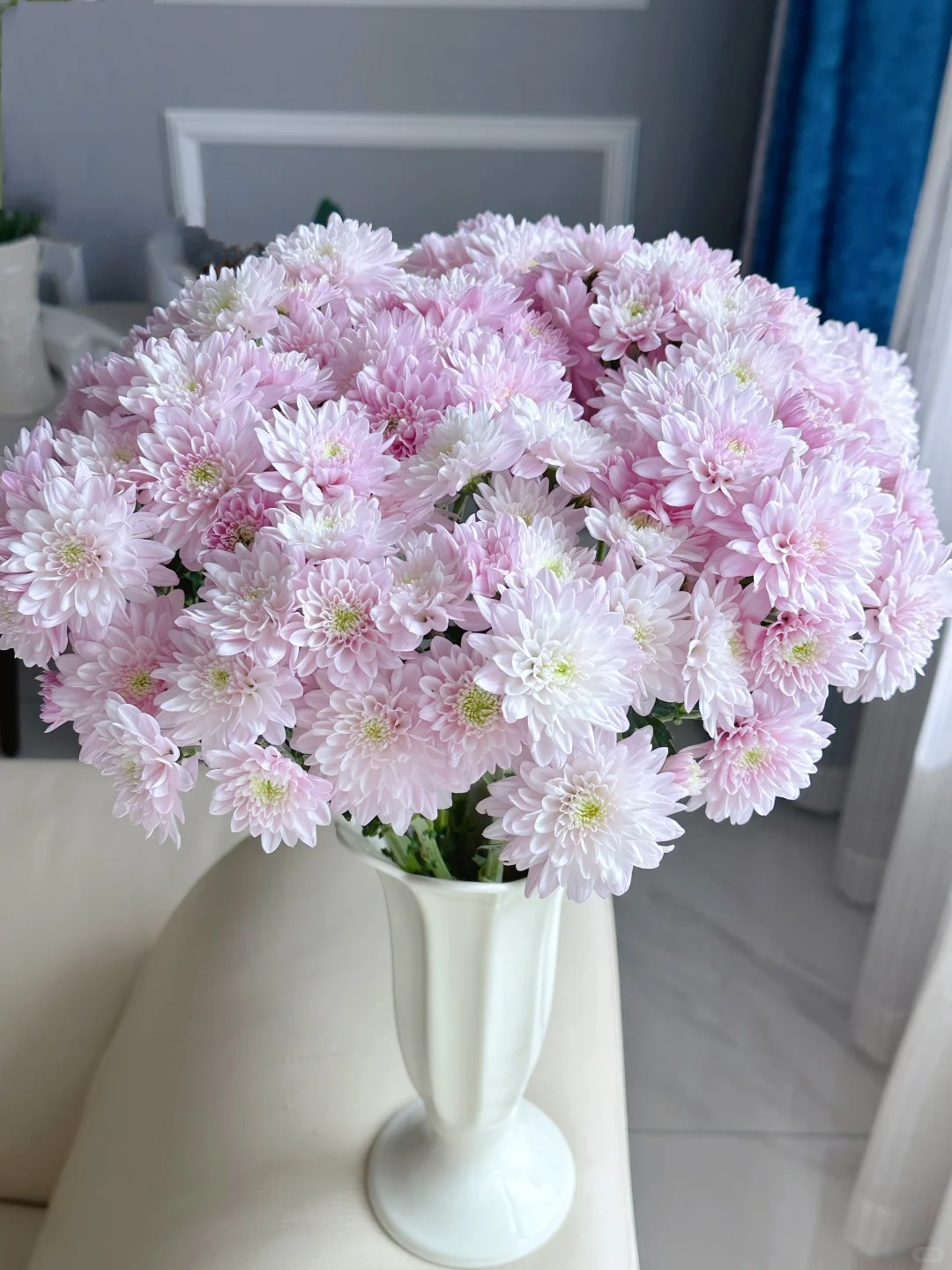 AA级【水蜜桃小菊】，超长待机 耐高温花期长 顺丰冷链包邮